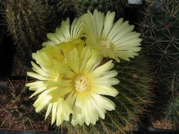 Notocactus schumannianus